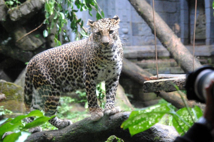 KLHK Lakukan Survei Populasi Macan Tutul Jawa