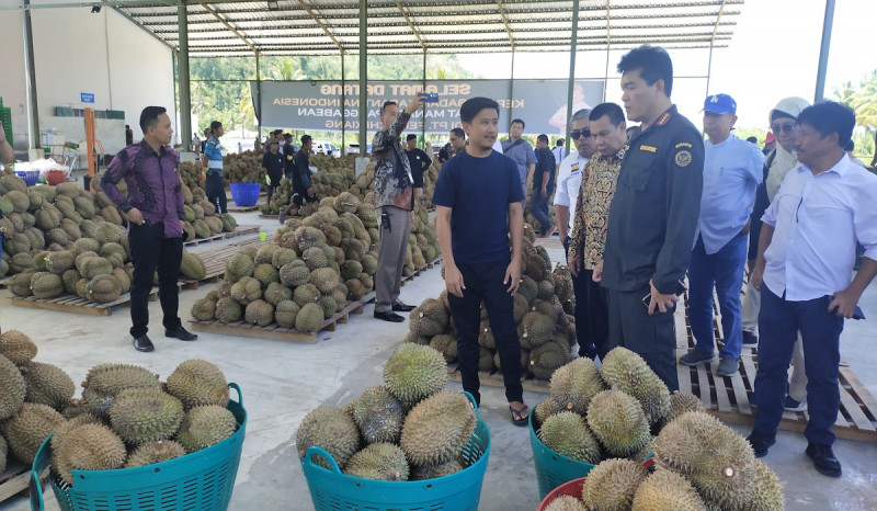 Potensi Ekspor Durian Sulawesi Tengah ke Tiongkok Semakin Terbuka Lebar