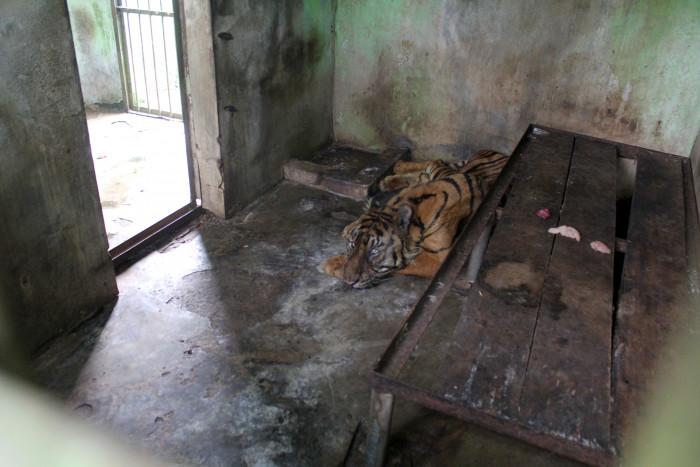 5 Harimau di Medan Zoo Mati, Pengawasan Lembaga Konservasi harus Diperketat