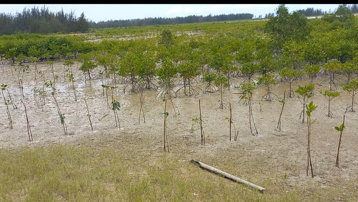 Jaga Biodiversity di Kawasan Geopark, Unhan Tanami Mangrove