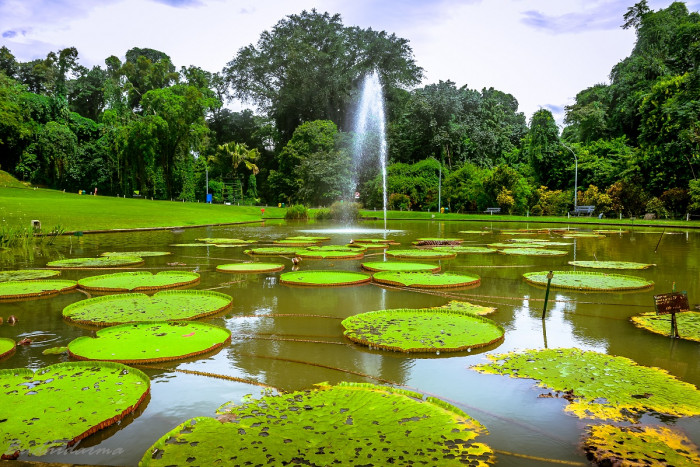 Kebun Raya Bogor, Wisata Alam Terindah di Indonesia