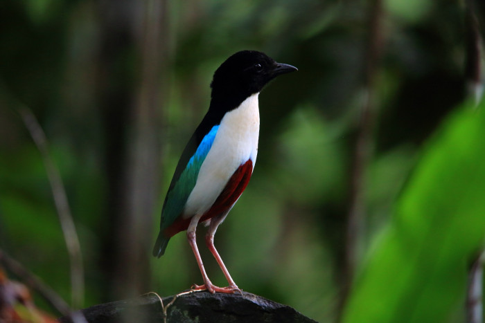 Melihat dari Dekat Burung-Burung Langka di Pulau Morotai 