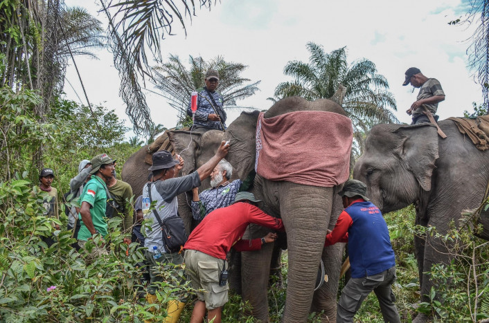 Program Konservasi Pertamina Hulu Rokan Strategis Bagi Pelestarian Gajah  