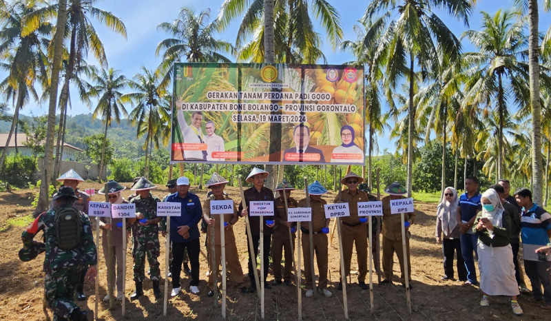 Cegah Krisis Pangan, Kementan Kembali Lakukan Kick Off Padi Gogo di Lahan Kebun Kelapa Kabupaten Bone Bolango