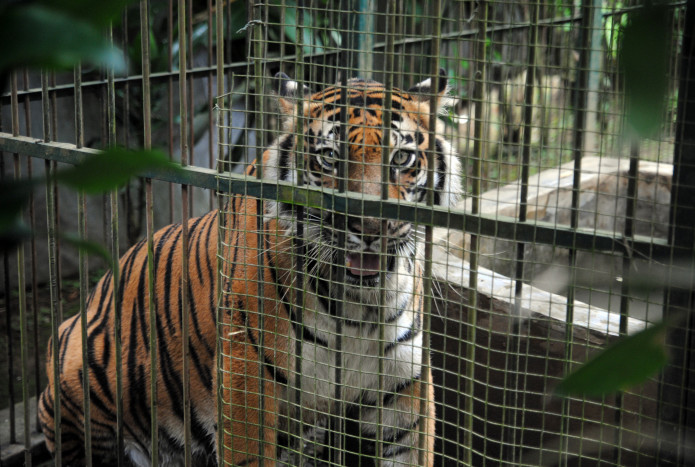 BRIN:  Analisis DNA Sampel Rambut Harimau di Sukabumi Diduga Harimau Jawa yang Disebut Telah Punah