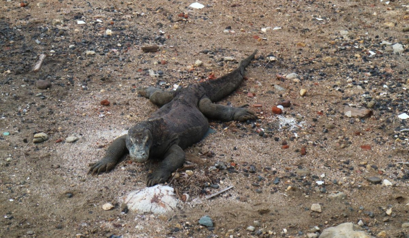 Populasi Komodo di Pulau Rinca Terus Bertambah