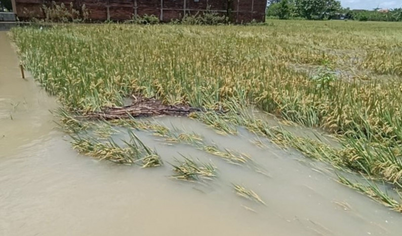 Banjir Sebabkan Petani Gagal Panen di Padang