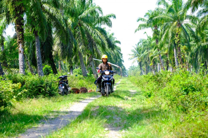 Wilmar Dukung Lansekap Siak Hijau, Dampingi 1.500 Petani Swadaya Raih ISPO