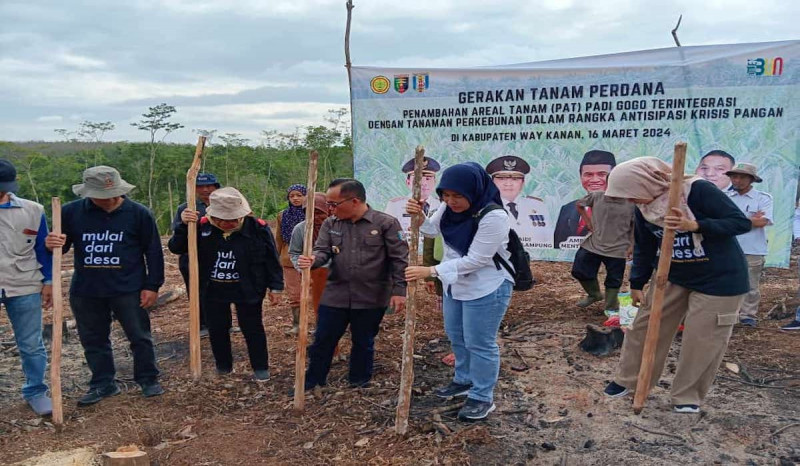 Cegah Krisis Pangan, Kementan Kick Off Padi Gogo di Lahan Kebun Kabupaten Way Kanan