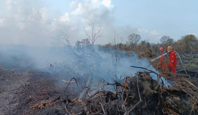 Ada Indikasi Terjadi Peningkatan Karhutla di Riau, KLHK Tingkatkan Kewaspadaan