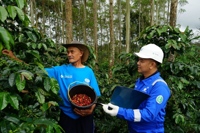 Surveyor Indonesia Tanam 1.000 Tanaman Kopi Dukung Pertanian Berkelanjutan