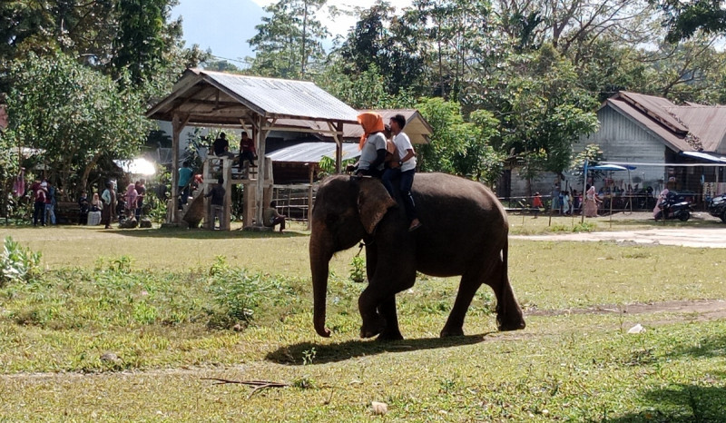 Jelang Ramadan Sekolah Gajah Saree di Aceh Ramai Pengunjung