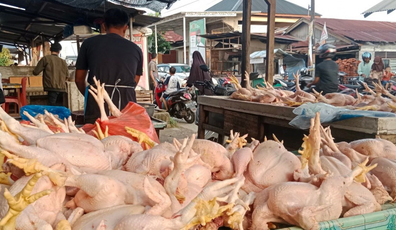 Harga Ayam Potong di Palu Meroket Menjelang Ramadan