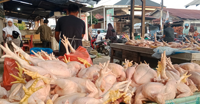 Harga Ayam Potong Meroket Naik Jelang Ramadan