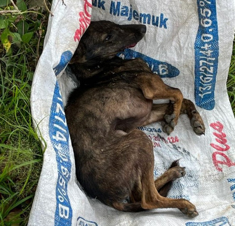 Bocah 12 Tahun Meninggal Digigit Anjing Rabies