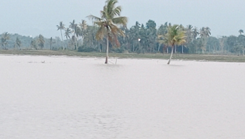 Banjir Di Pidie, Lahan Sawah Palawija Terancam Gagal Tanam