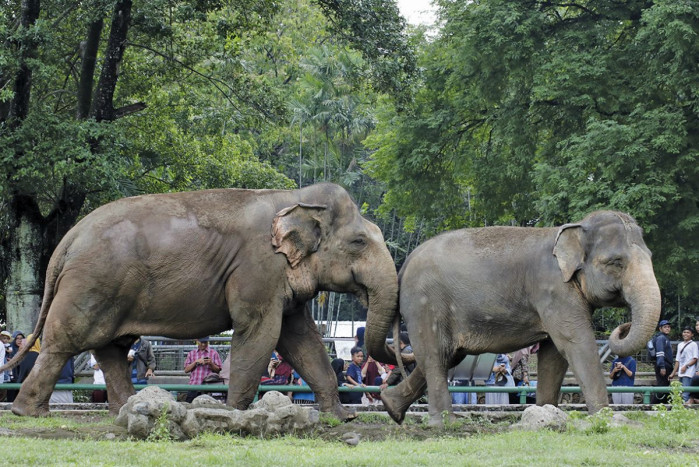 Jam Buka Kebun Binatang Ragunan Dipersingkat selama Ramadan