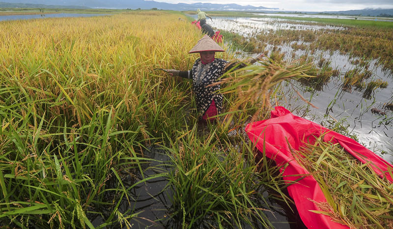 210 Hektar Padi Puso akibat Terendam Banjir Bengawan Solo
