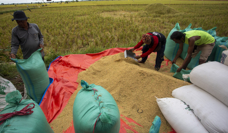 Sentra Produksi di Sumatra Memasuki Musim Panen, Harga Beras Mulai Turun