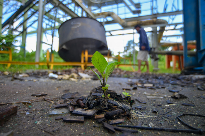 Penguatan Ekosistem Biomassa Memanfaatkan Lahan Kritis