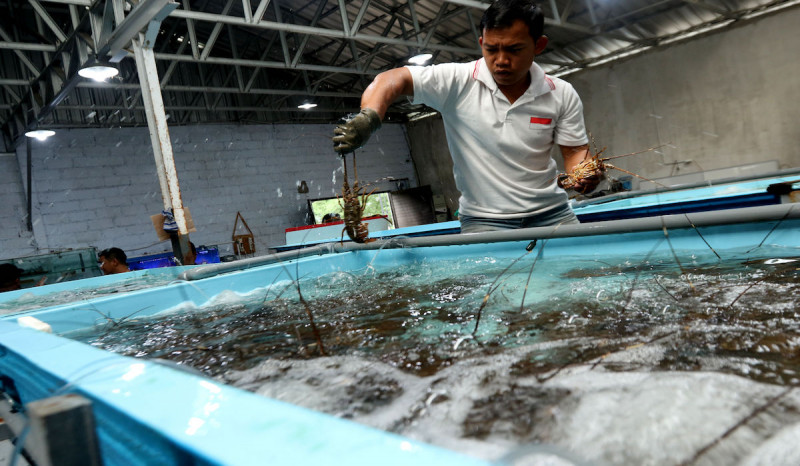 Indonesia Berupaya jadi Pemasok Lobster Dunia
