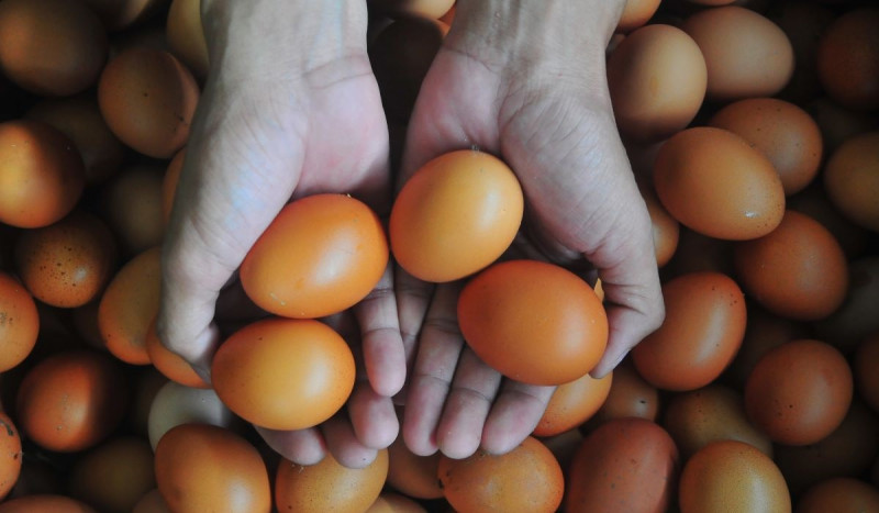 Harga Telur dan Daging Ayam di Cilacap masih Tinggi