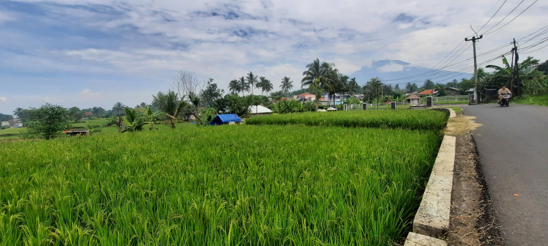 Dana Desa di Cianjur Dialokasikan Serap Gabah Petani