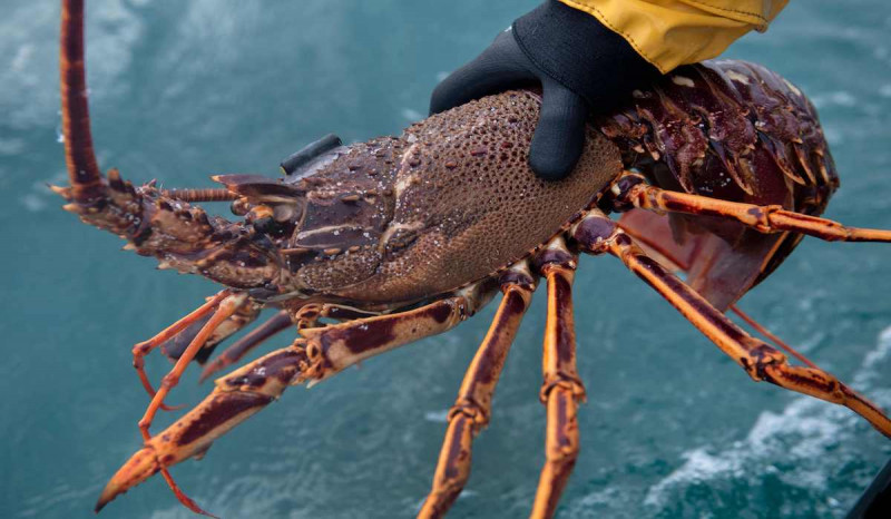 Kerja Sama Budidaya Lobster dengan Vietnam Bangkitkan Ekosistem
