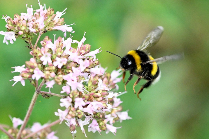 Ajaib, Ilmuwan Dikejutkan Lebah Bumblebee Bisa Bertahan Hidup di Bawah Air