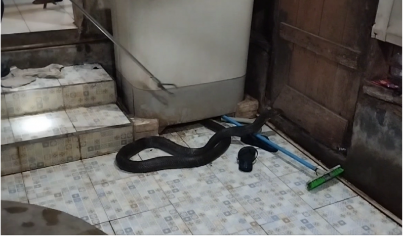 Ular King Kobra Bersembunyi di Bawah Mesin Cuci Warga Lebak