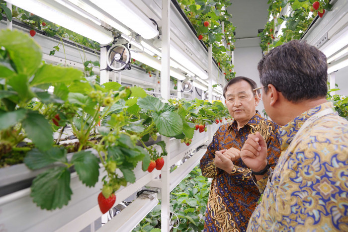 Perkebunan Strawberry Korea akan Hadir di Jakarta