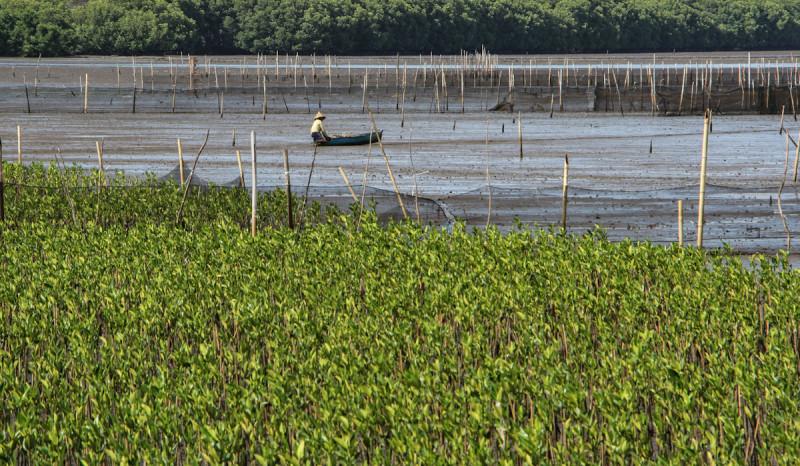 Tersangka Perusak Mangrove di Belitung Timur Terancam 10 Tahun Penjara dan Denda Rp10 Miliar