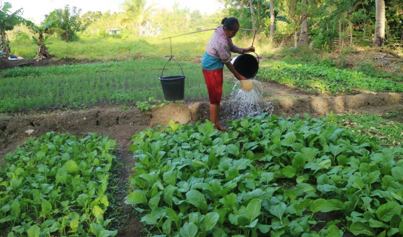 Kegigihan Petani Rote Hadapi Alam demi Ketahanan Pangan