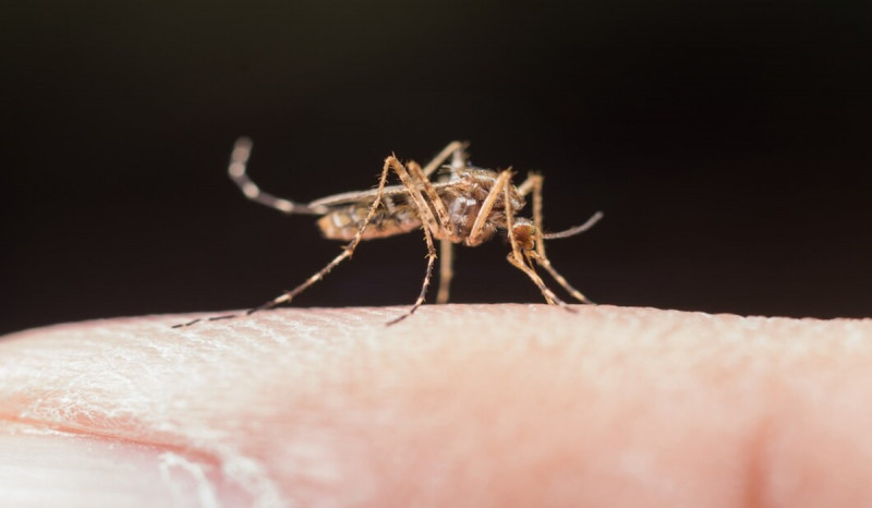 Pemerintah Perlu Kerjar Target Eliminasi Malaria di Kabupaten/Kota