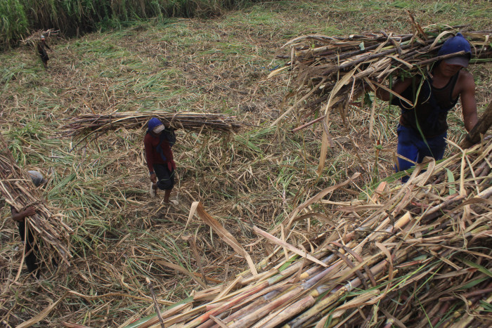 Penetapan Harga Tebu Untungkan Para Petani