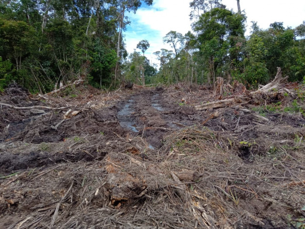 Pelaku Penguasaan Lahan dan Illegal Logging di Hutan Negara Pangandaran Ditangkap