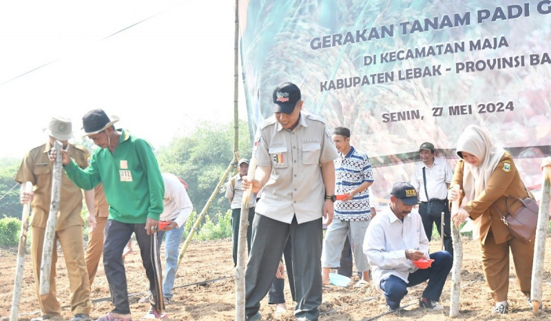 Kementan Genjot Produksi dan Ketahanan Pangan dengan Tanam Padi Gogo di Banten