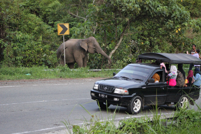Petani Kemiri di Aceh Tenggara Tewas Diserang Gajah Liar