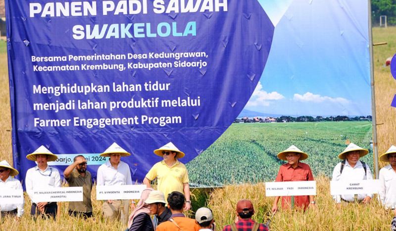 Sukses Bangunkan Lahan Tidur, Produksi Gabah Petani Capai 8 Ton per Hektare