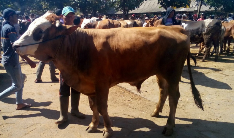 Ketersediaan dan Kesehatan Hewan Kurban di Klaten Aman