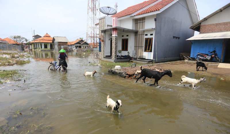 Banjir Rob Terjang Permukiman di Pesisir Indramayu