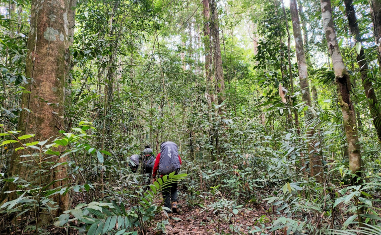 Potensi Perdagangan Karbon dari Hutan Pegunungan Meratus di Kalimantan Selatan