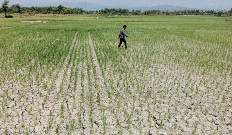 Kemarau, BMKG Imbau Waspada Potensi Kekeringan Hingga September 2024