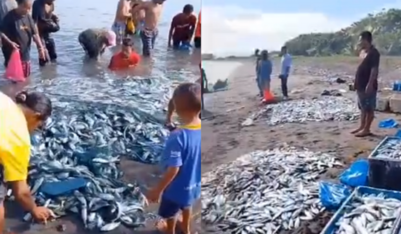 Ribuan Ikan Naik ke Daratan di Pesisir Kabupaten Sikka NTT, Ini Penyebabnya