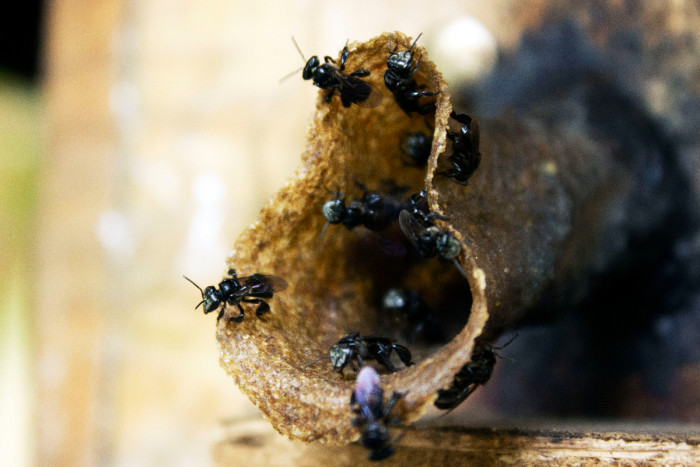 Populasi Lebah Kian Menurun, Ancaman bagi Rantai Makanan