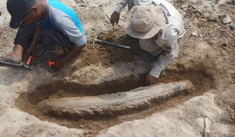 Penemuan Fosil Gajah Purba Lengkapi Kepurbakalaan Blora