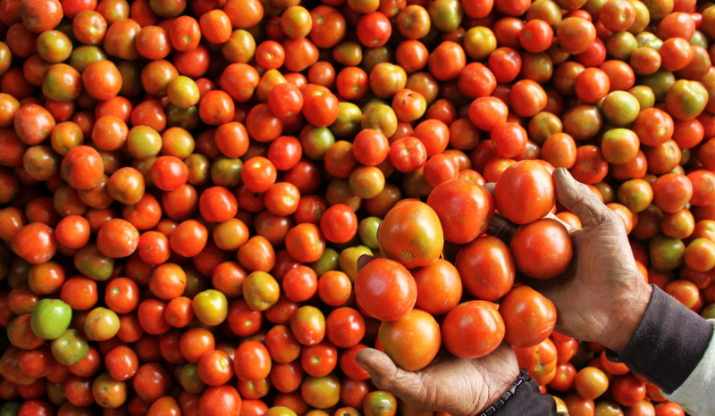 Saking Mahalnya, Harga Tomat di Kota Palu Rp1.000 per Buah