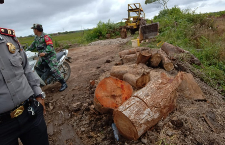 KLHK Bongkar Jaringan Kayu Ilegal Berau-Surabaya