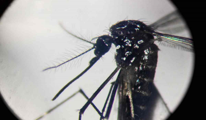 7 Gejala Penyakit Chikungunya, Bagaimana Cara Pencegahannya?