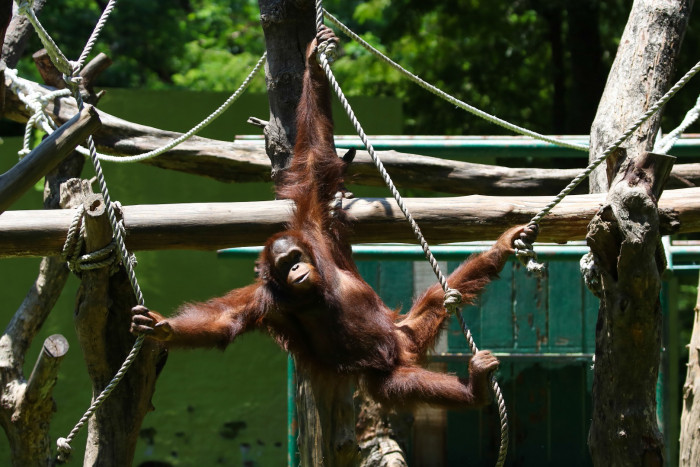 Ilustrasi orangutan